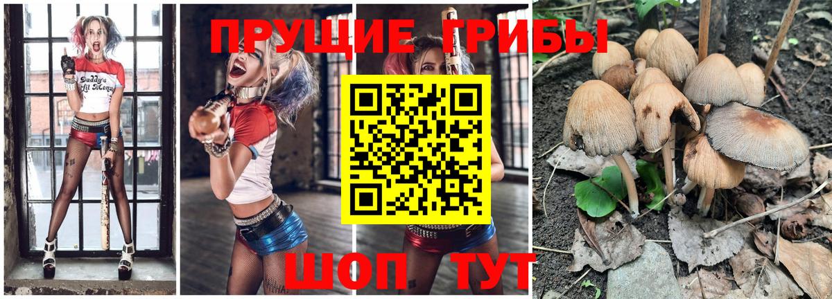 Псилоцибиновые грибы Psilocybe Костомукша
