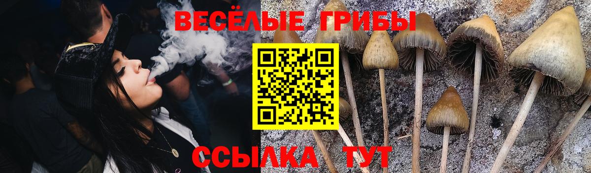 Псилоцибиновые грибы Cubensis  Вход с VPN  Костомукша 